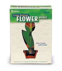 Imagine Model de sectiune a florii