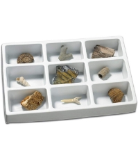 Imagine Kit paleontologie - Fosile