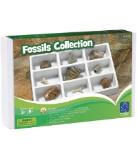 Imagine Kit paleontologie - Fosile