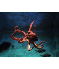Imagine Proiector tip lanterna - Animale marine