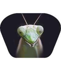 Imagine Proiector tip lanterna - Insecte