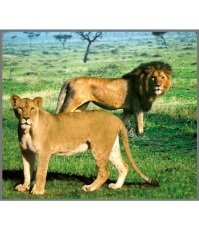 Imagine Proiector tip lanterna - Animale salbatice