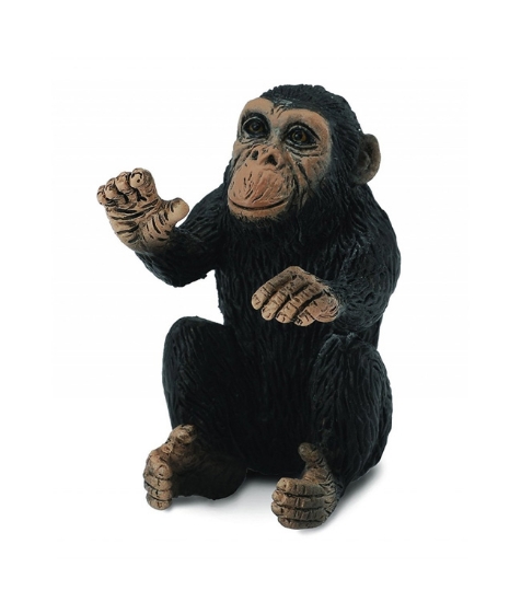 Imagine Cimpanzeu pui