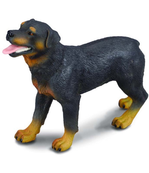 Imagine Rottweiler