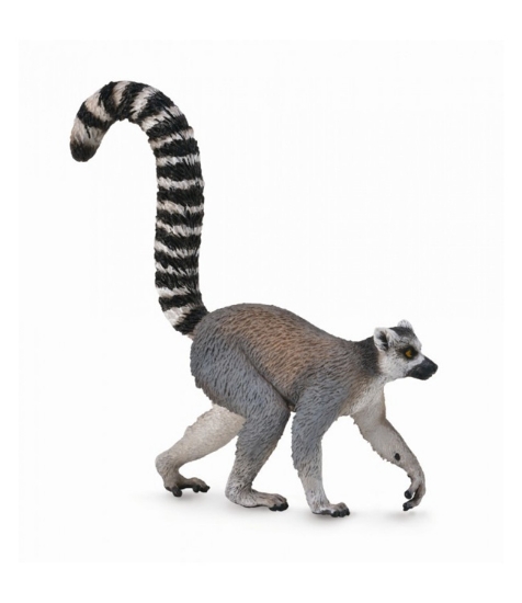 Imagine Lemur cu coada-inel