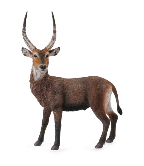 Imagine Antilopa africana