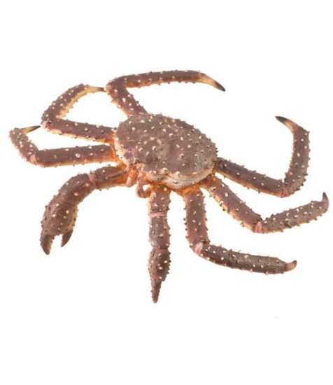 Imagine Figurina Crab Regal pictata manual XL