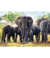 Imagine Puzzle Trefl 1000 Elefanti Africani