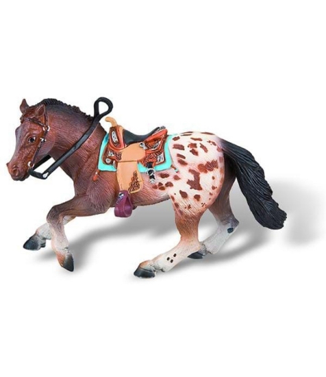 Imagine Cal Appaloosa