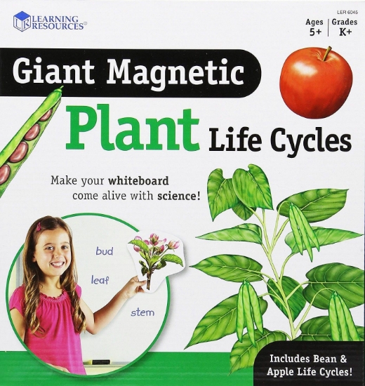 Imagine Ciclul vietii plantei - set magnetic